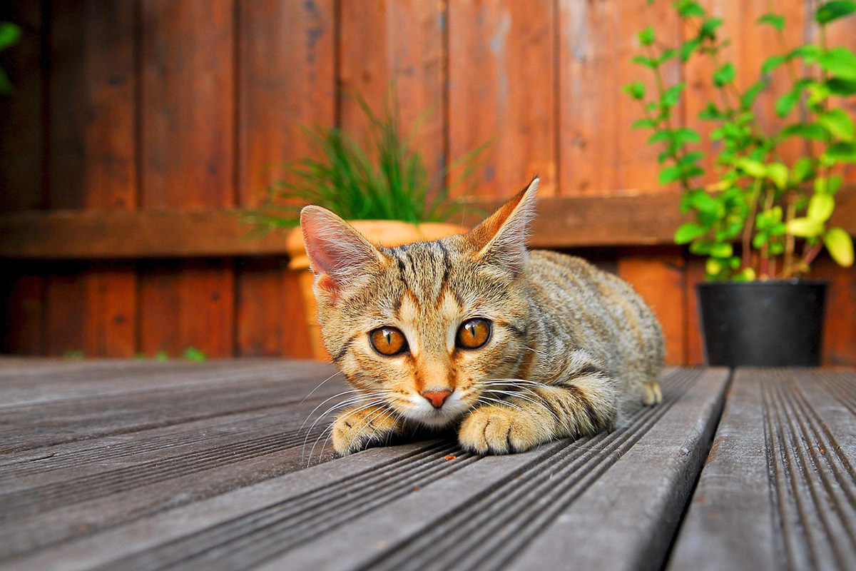 Meilleure période pour construire une terrasse