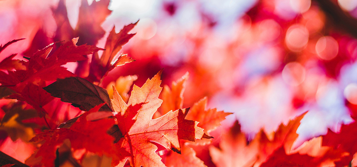 Terrasse bois automne