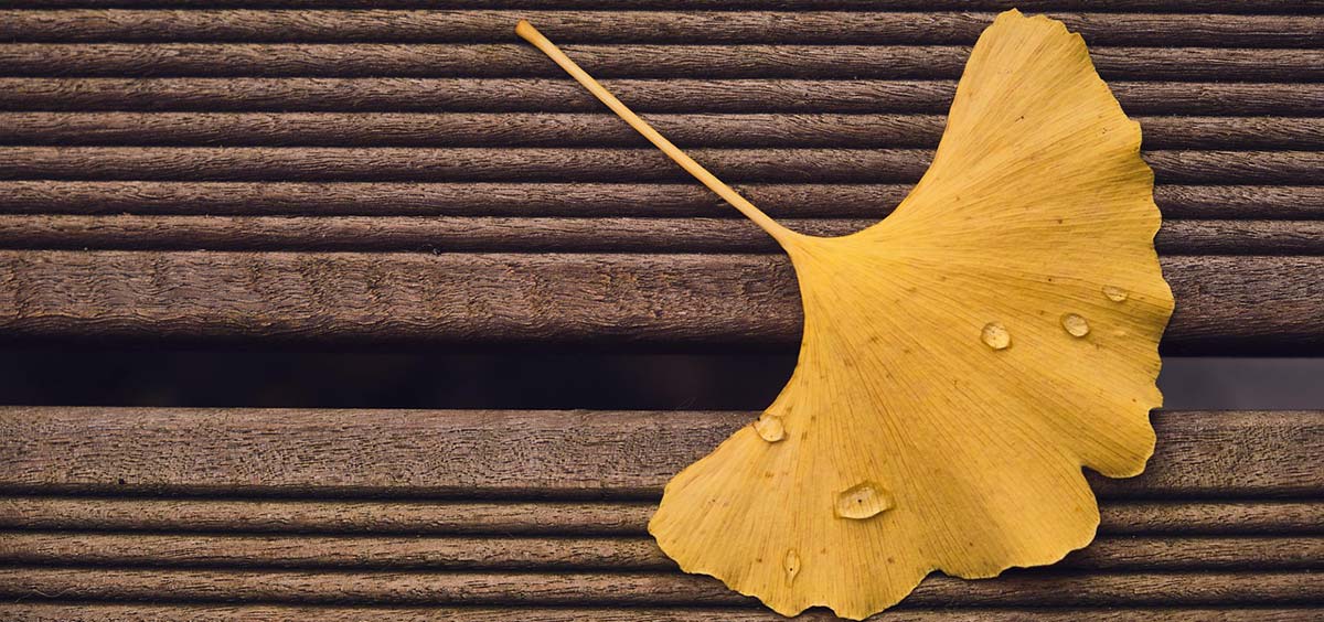 Feuille de ginkgo posée sur une lame de terrasse en bois rainurée, avec gouttes d’eau.