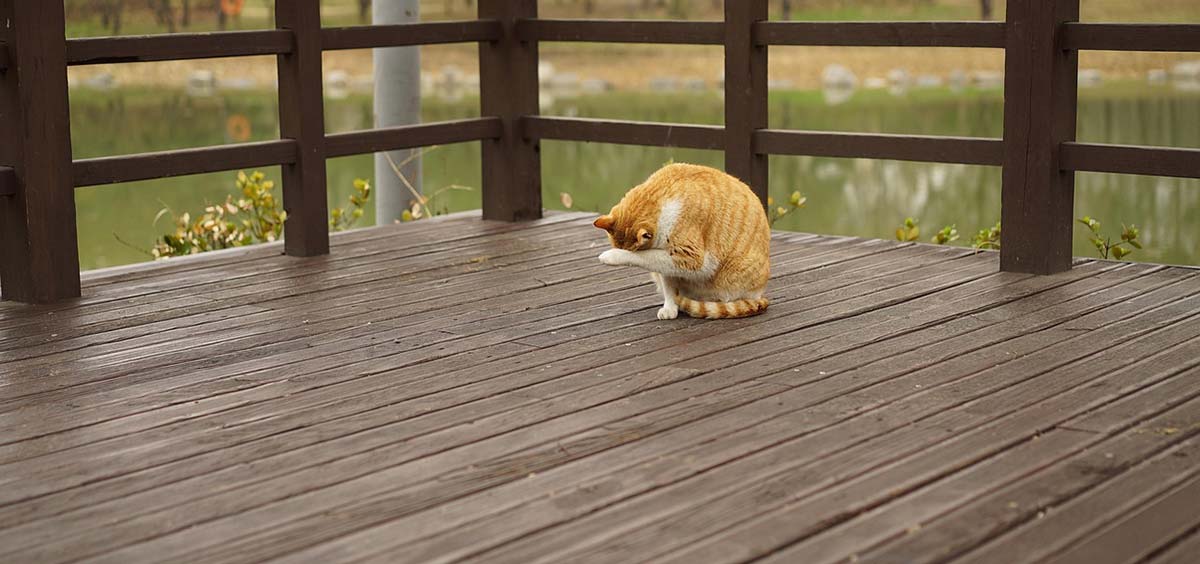 Chat se toilettant sur une terrasse en bois dans un espace extérieur, illustrant la proximité avec le voisinage et les enjeux d’intimité.